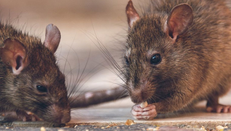 The Ultimate Guide to Pest Control in Sydney: Top Tips and Tricks